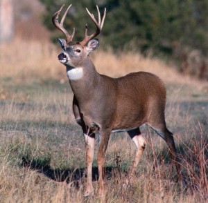 Whitetail-Deer-Buck-e1379704530124-726x711