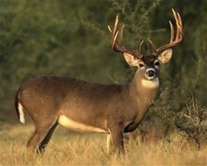 white-tailed-buck-New-Zealand