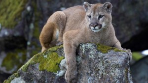 mountain-lion-on-rock_jpg_adapt_945_1